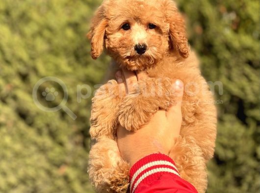 Muhtesem Kalite Toy Poodle Yavrular görsel