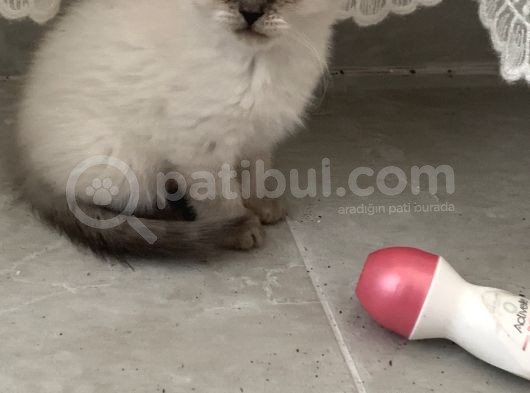 Safkan Scottish Fold Anne Baba Da Mevcut görsel