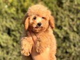 Muhtesem Kalite Toy Poodle Yavrular