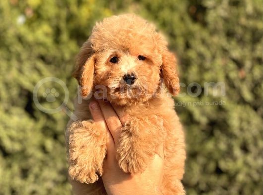 Muhtesem Kalite Toy Poodle Yavrular görsel