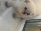 Safkan Scottish Fold Anne Baba Da Mevcut