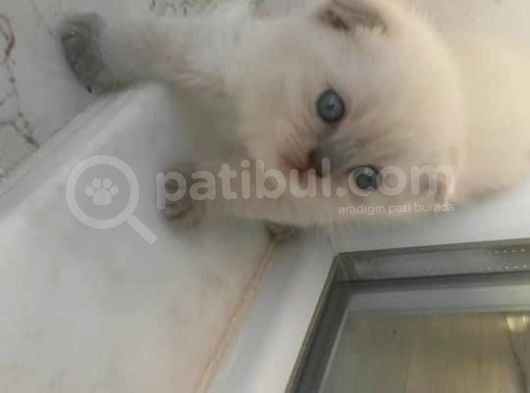 Safkan Scottish Fold Anne Baba Da Mevcut görsel