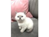Safkan Britsh ve Blue Point