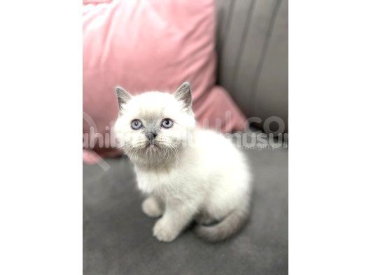 Safkan Britsh Ve Blue Point