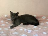 British Shorthair Oglumuz