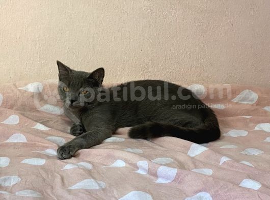 British Shorthair Oglumuz