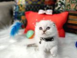 Aaa++++ Kalite Scottish Fold Safkan Yavrular Teslime Hazır