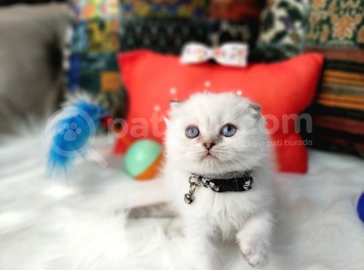 Aaa++++ Kalite Scottish Fold Safkan Yavrular Teslime Hazır görsel