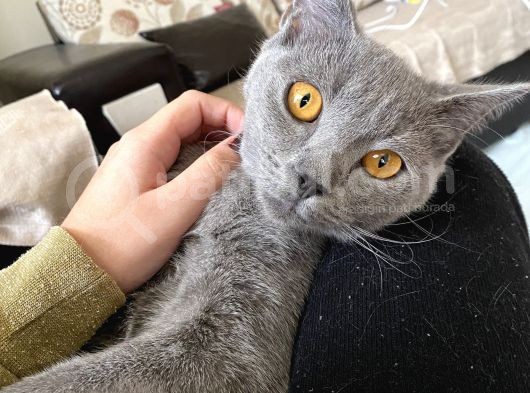 British Shorthair Oglumuz görsel