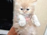 Süper Kalite British Shorthair Oyuncu Yavrular Teslime Hazır