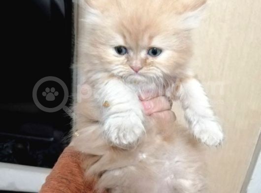 Süper Kalite British Shorthair Oyuncu Yavrular Teslime Hazır görsel