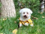 Ufak Boy Maltese Terri̇er