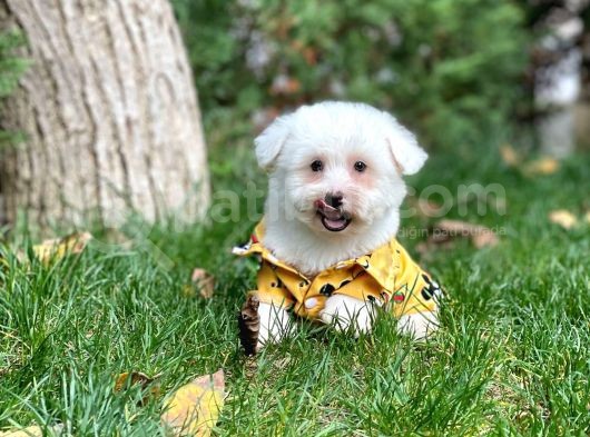 Ufak Boy Maltese Terri̇er görsel