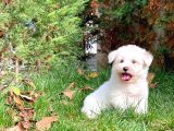 Ufak Boy Maltese Terri̇er