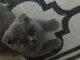 Masum suratlı Mia