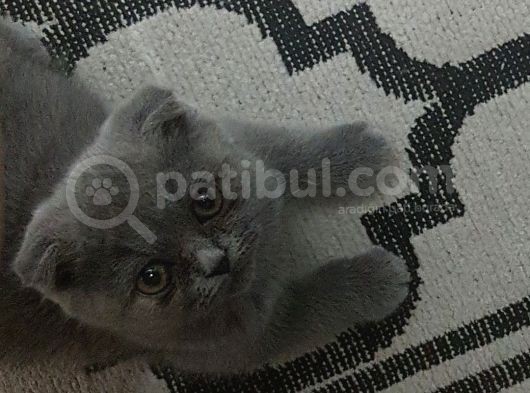 Masum Suratlı Mia