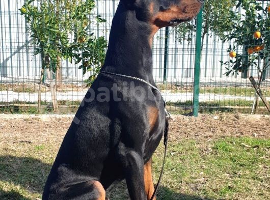 Temel İtaatini Almış Irkın Tüm Güzelliğine Sahip görsel