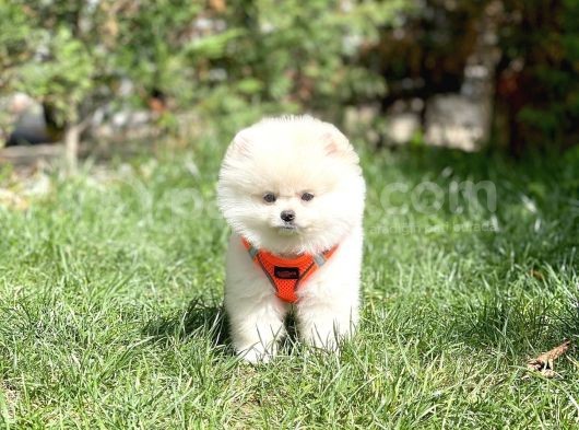 Gülen Surat Pomeranian Boo Oğlumuz Mike görsel