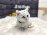 Teddy Bear Baby Face Bri̇ti̇sh Shorthai̇r
