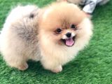 Dişi Erkek Pomeranian Boo Yavrularımız Gelmiştir