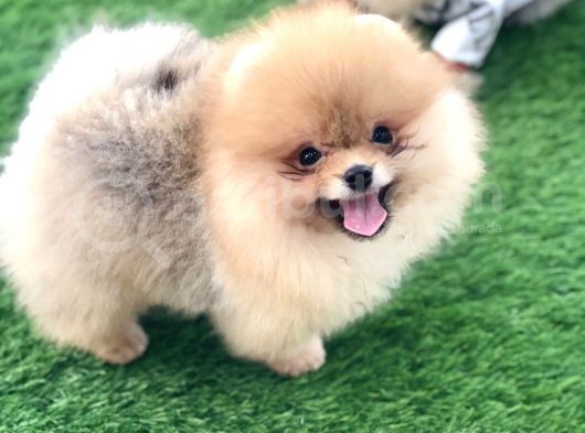 Dişi Erkek Pomeranian Boo Yavrularımız Gelmiştir