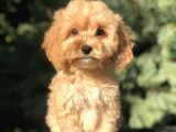 Orjinal Maltıpoo Güzelliği