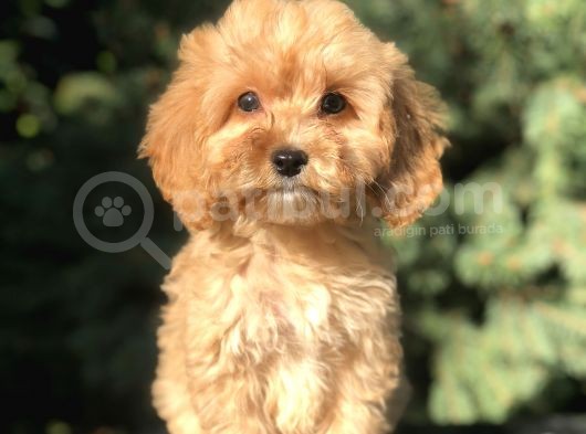 Orjinal Maltıpoo Güzelliği görsel
