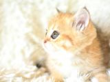 Şampi̇yon Soyundan Golden Ny11 Bri̇ti̇sh Shorthai̇r Yavrumuz