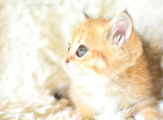 Şampi̇yon Soyundan Golden Ny11 Bri̇ti̇sh Shorthai̇r Yavrumuz görsel