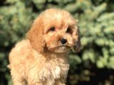 Orjinal Maltıpoo Güzelliği
