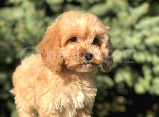 Orjinal Maltıpoo Güzelliği görsel