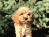 Tr Nin En Güzel Orjinal Maltıpoo Yavruları