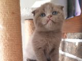 Scottish Fold Dişi Ve Erkek Yavrularımız