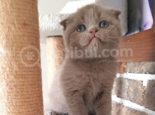 Scottish Fold Dişi Ve Erkek Yavrularımız görsel
