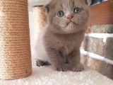 Scottish Fold Dişi Ve Erkek Yavrularımız