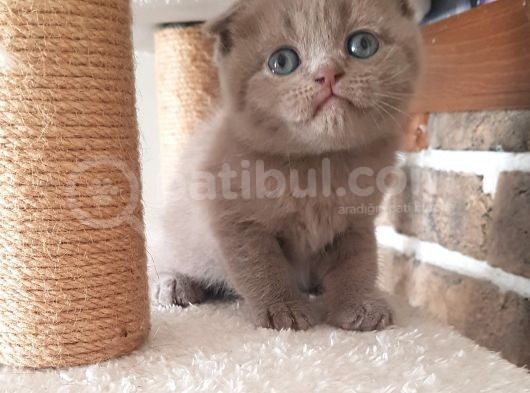 Scottish Fold Dişi Ve Erkek Yavrularımız görsel