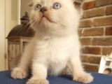 Scottish Fold Dişi Ve Erkek Yavrularımız