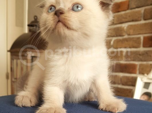 Scottish Fold Dişi Ve Erkek Yavrularımız görsel
