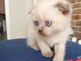 Scottish Fold Dişi Ve Erkek Yavrularımız