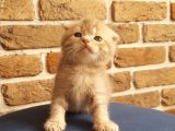 Scottish Fold Dişi Ve Erkek Yavrularımız