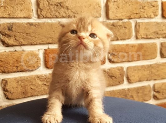 Scottish Fold Dişi Ve Erkek Yavrularımız görsel