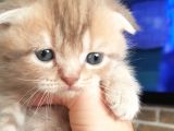 Scottish Fold Dişi Ve Erkek Yavrularımız