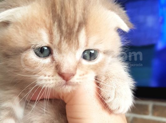 Scottish Fold Dişi Ve Erkek Yavrularımız görsel