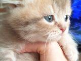 Scottish Fold Dişi Ve Erkek Yavrularımız