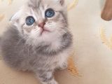 Scottish Fold Dişi Ve Erkek Yavrularımız