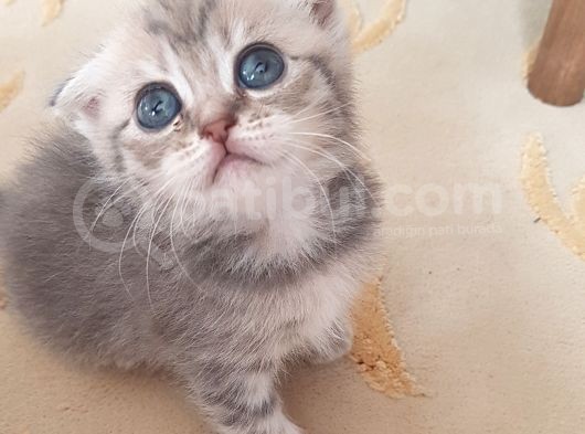 Scottish Fold Dişi Ve Erkek Yavrularımız görsel