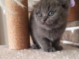 Scottish Fold Dişi ve Erkek Yavrularımız