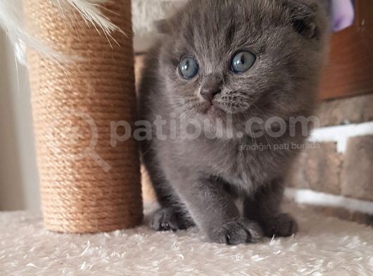 Scottish Fold Dişi Ve Erkek Yavrularımız