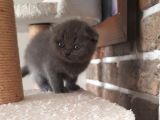 Scottish Fold Dişi Ve Erkek Yavrularımız