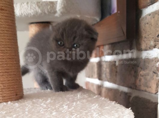 Scottish Fold Dişi Ve Erkek Yavrularımız görsel